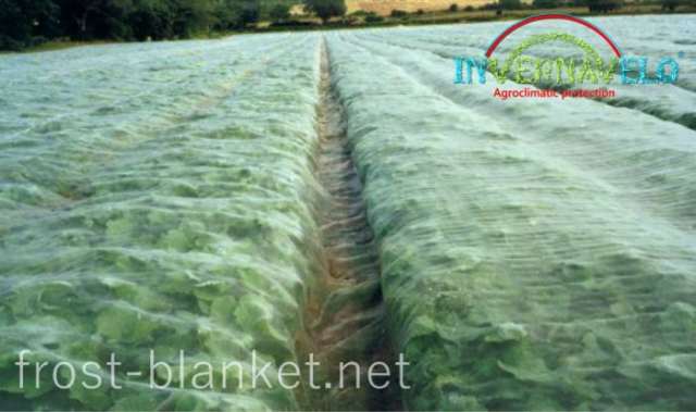 Chard crop cultivation protected with invernavelo frost blanket