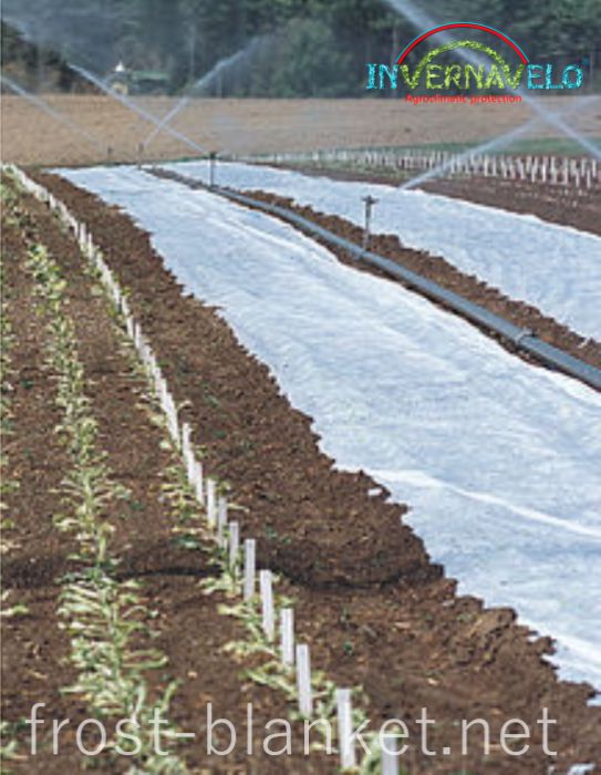 automatic irrigation on crop field with frost blanket