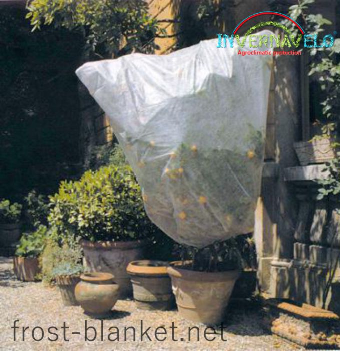 Invernavelo Frost blanket for protection of fruit trees like this orange tree