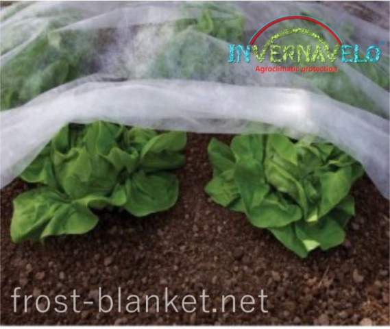 Frost blanket over lettuce to protect against insects birds and frost