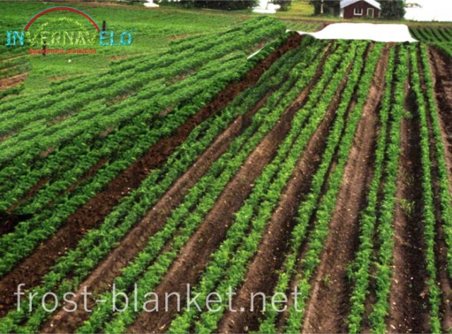 view of Frost blanket over vegetables crop field