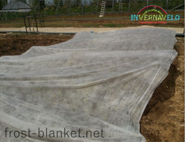 Invernavelo frost blanket covering vegetables shoots