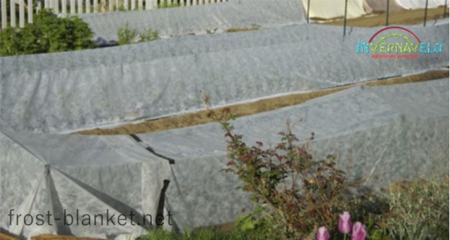 Rows of vegetables with frost blanket protection