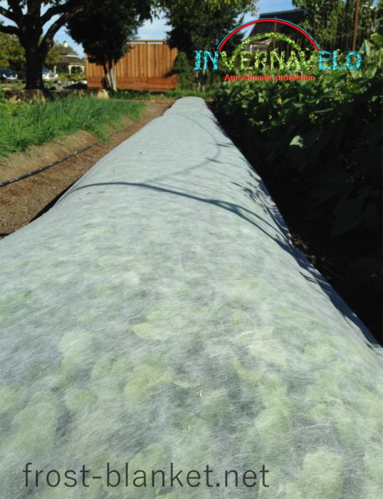 Frost blanket to protect and enhance chard growth