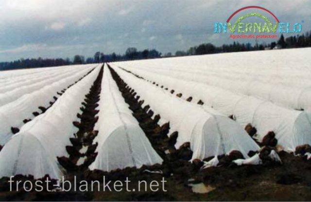 Full vegetable crop fieldprotected with heavy frost blanket against freeze