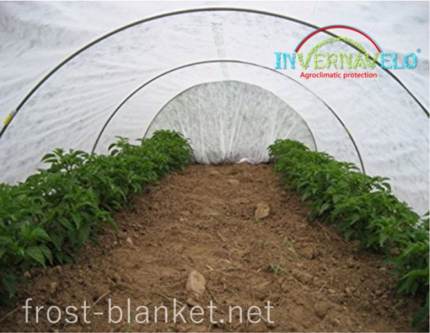 Peppers tunnel cover with frost blanket to protect against aphids, insects and birds