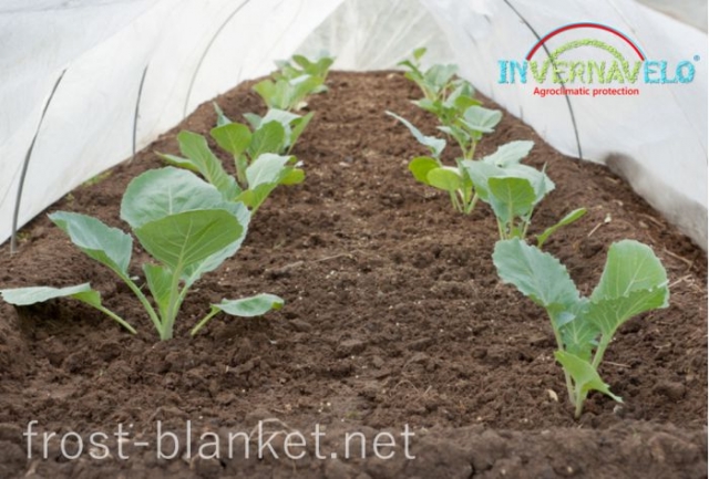 Vegetables shoots protected from attack of insects and birds with frost blanket close up