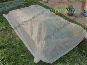 frost cloth covering crops