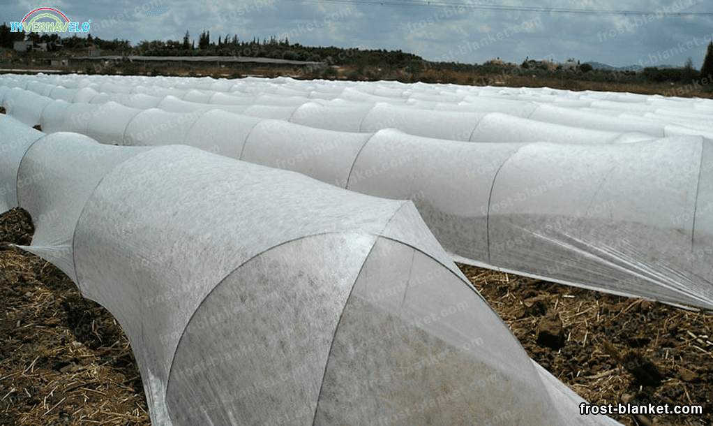 microtunnels with thermal blanket in a field